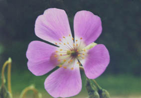Calandrinia grandiflora